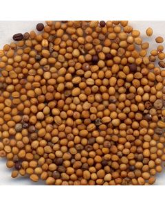 BAI JIE ZI  - White Mustard Seed  - Semen Sinapis Herb