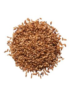 BAI ZI REN - Biota Seed - Arborvitae Seed - Semen Biotae Herb