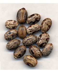 BI MA ZI - Castor Bean - Semen Ricini Herb