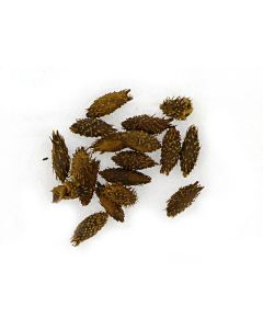 CANG ER ZI  - Xanthium Fruit - Fructus Xanthii Herb