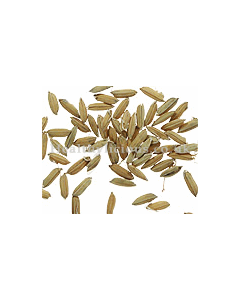 GU YA - Germinated Millet - Fructus Oryzae Germinatus Herb