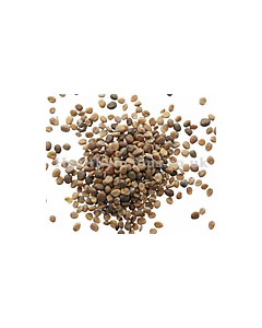 LAI FU ZI - Radish Seed - Semen Raphani Herb