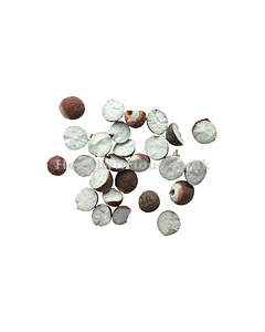 QIAN SHI - Gorgon Seed (Euryale Seed) - Semen Euryales Herb