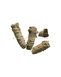 SAN QI  - Notoginseng Root  - Radix Notoginseng Herb