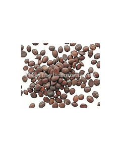 SUAN ZAO REN  - Wild Jujube Seed - Semen Ziziphi Spinosae Herb