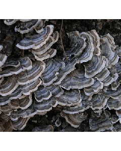 Yun Zhi - Turkey Tail