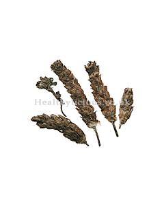 XIA KU CAO  - Selfheal Spike (Prunella Spike) - Spica Prunellae Herb