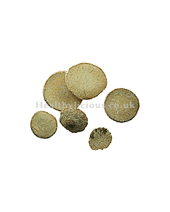 ZE XIE  - Alismatis Tuber (Water-Plaintain Tuber) - Rhizoma Alismatis Herb